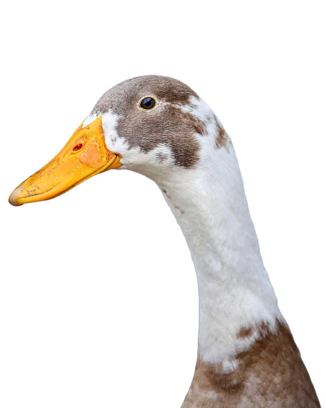 duck-pro-animal-future