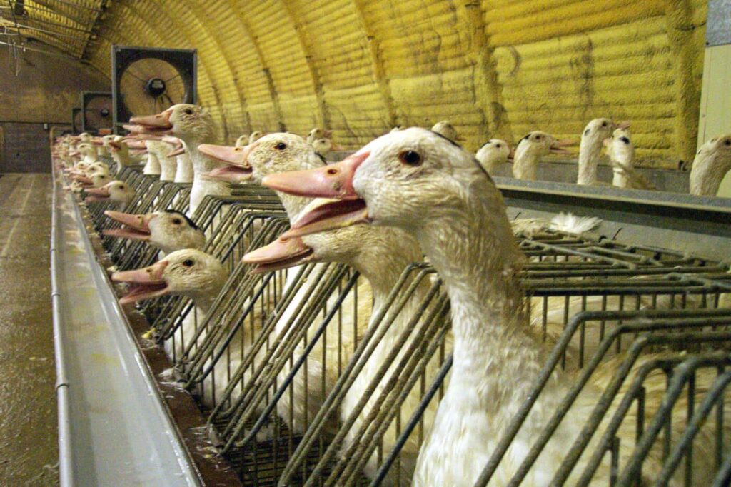 foie gras duck farm