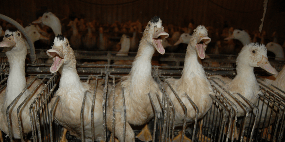 ducks trapped in tiny cages on a foie gras farm