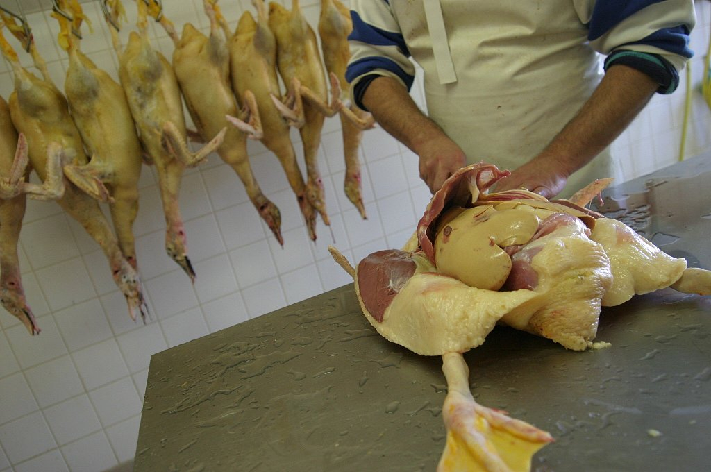 foie gras production