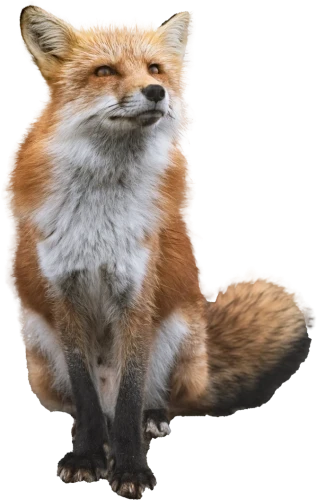 Red Ffox image
