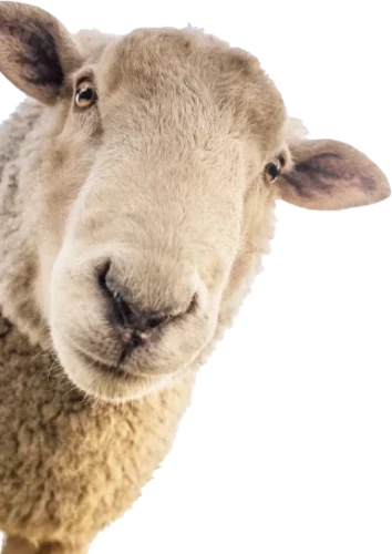 sheep