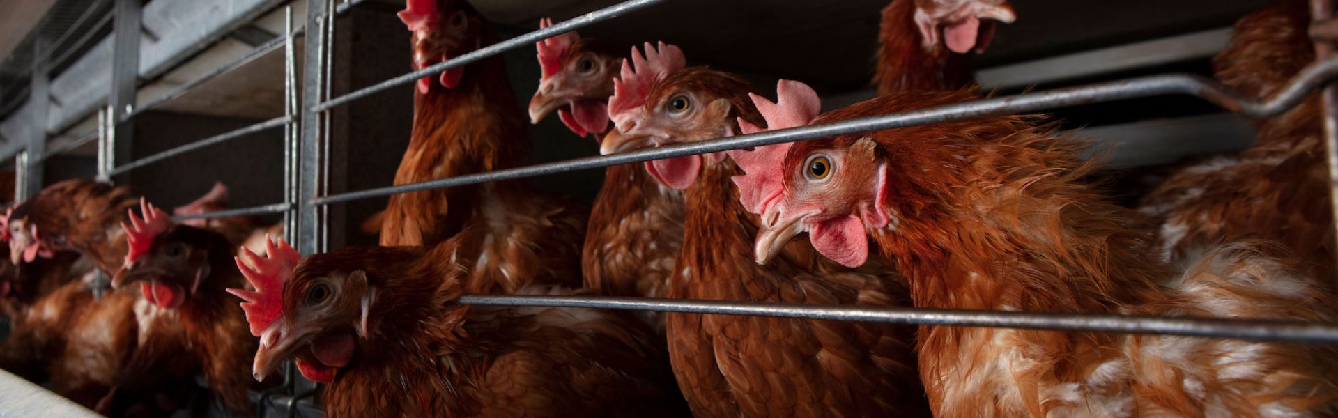 Roosters trapped behind a metal cage